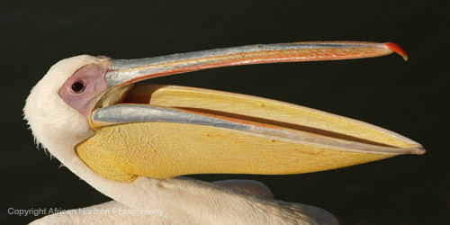 Pelican Great White 398