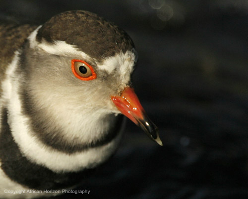 Plover Three Banded 043