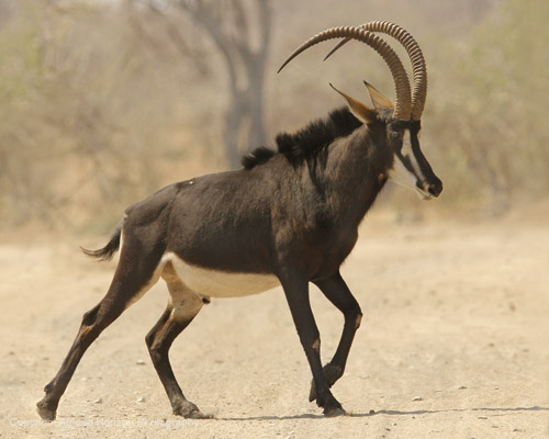 Sable Antelope 001