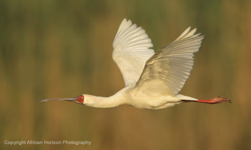 Spoonbill 002