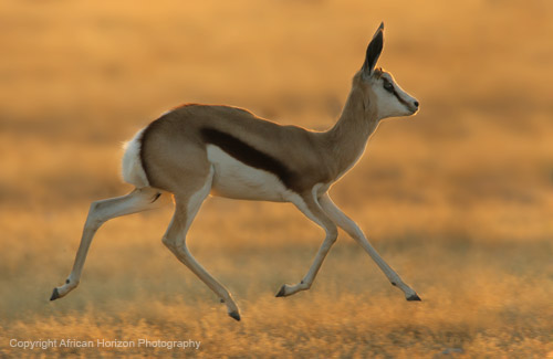 Springbok 017