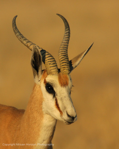 Springbok 193