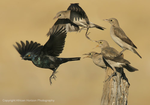 Starling Wattled 112