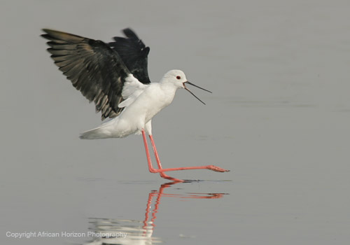 Stilt Blackwinged 003