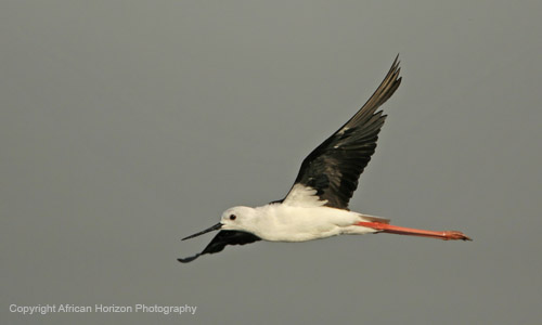 Stilt Blackwinged 006