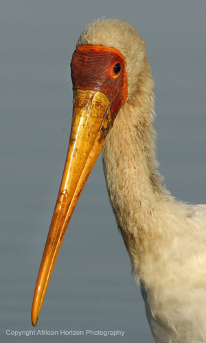 Stork Yellow-Billed 054