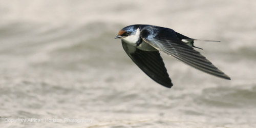 Swallow 007