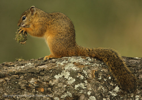 Tree Squirrel 010