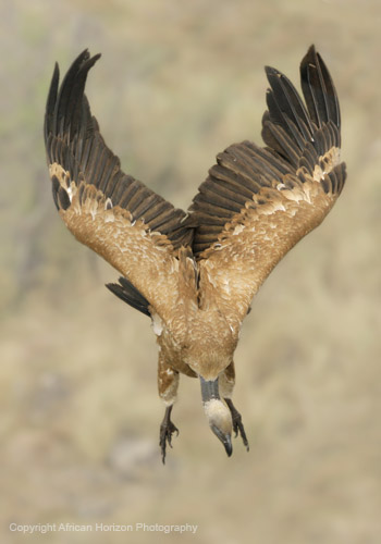 Vulture Cape 035