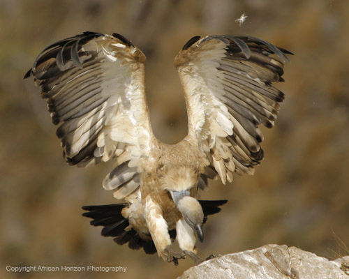 Vulture Cape 045