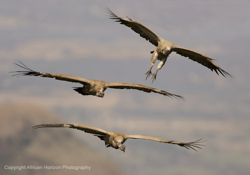 Vulture Cape 084