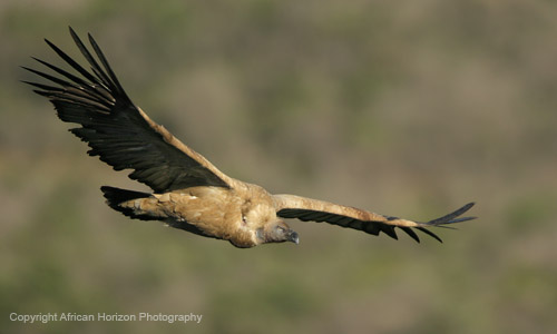 Vulture Cape 095
