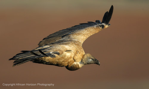 Vulture Cape 109