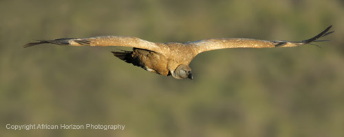 Vulture Cape 113