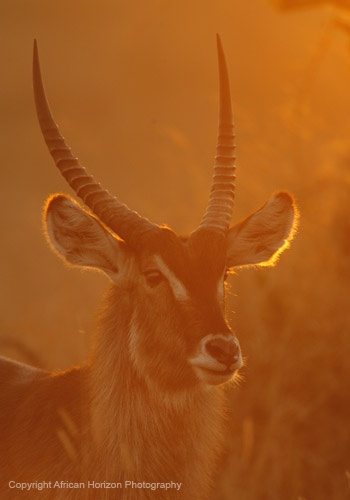 Waterbuck 025