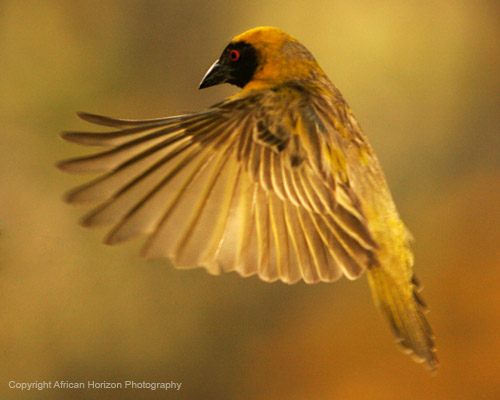 Weaver 003