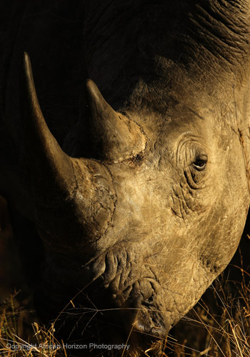 White Rhino 004