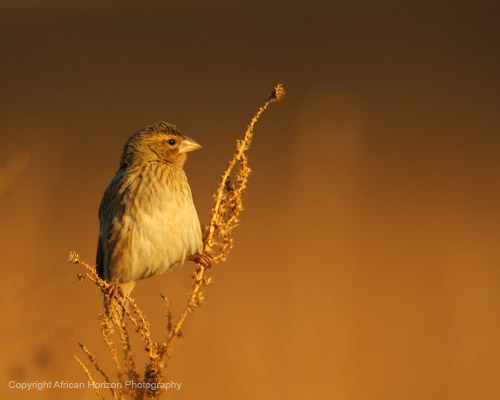 Widowbird - Female 011