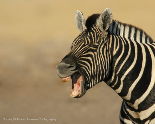 Zebra 0140