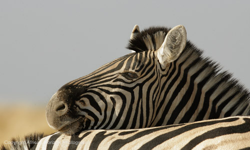 Zebra 0341