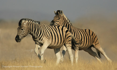 Zebra 0377