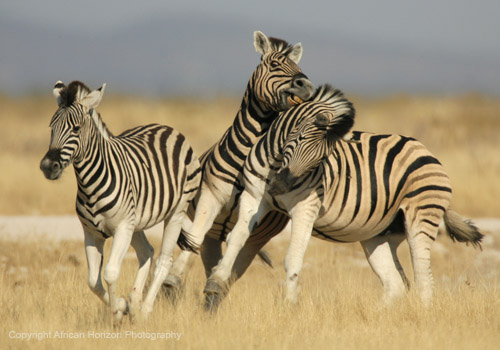 Zebra 0384