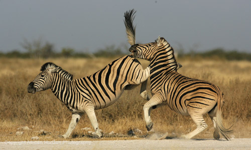 Zebra 0396