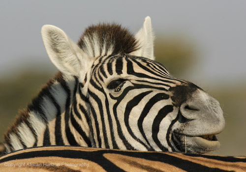 Zebra 0822