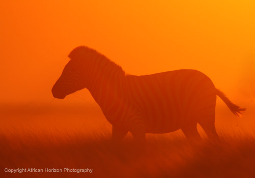 Zebra 0869