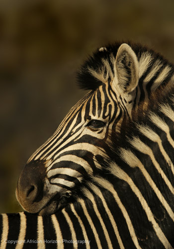 Zebra 0955