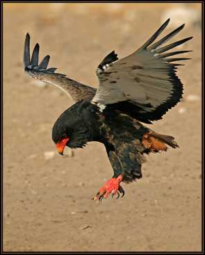 Copyright Wim van den Heever